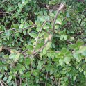 Lonicera nitida 'Silver Beauty'